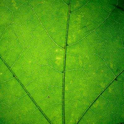 Green leaf veins, photo by Branimir Klaric on Pexels