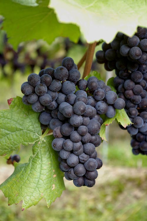 Black Round Fruits on Green Leaf