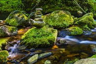 在郁郁葱葱的绿色森林中，一条平缓流动的小溪旁，长满了青苔的岩石