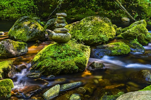 在郁郁葱葱的绿色森林中，一条平缓流动的小溪旁，长满了青苔的岩石