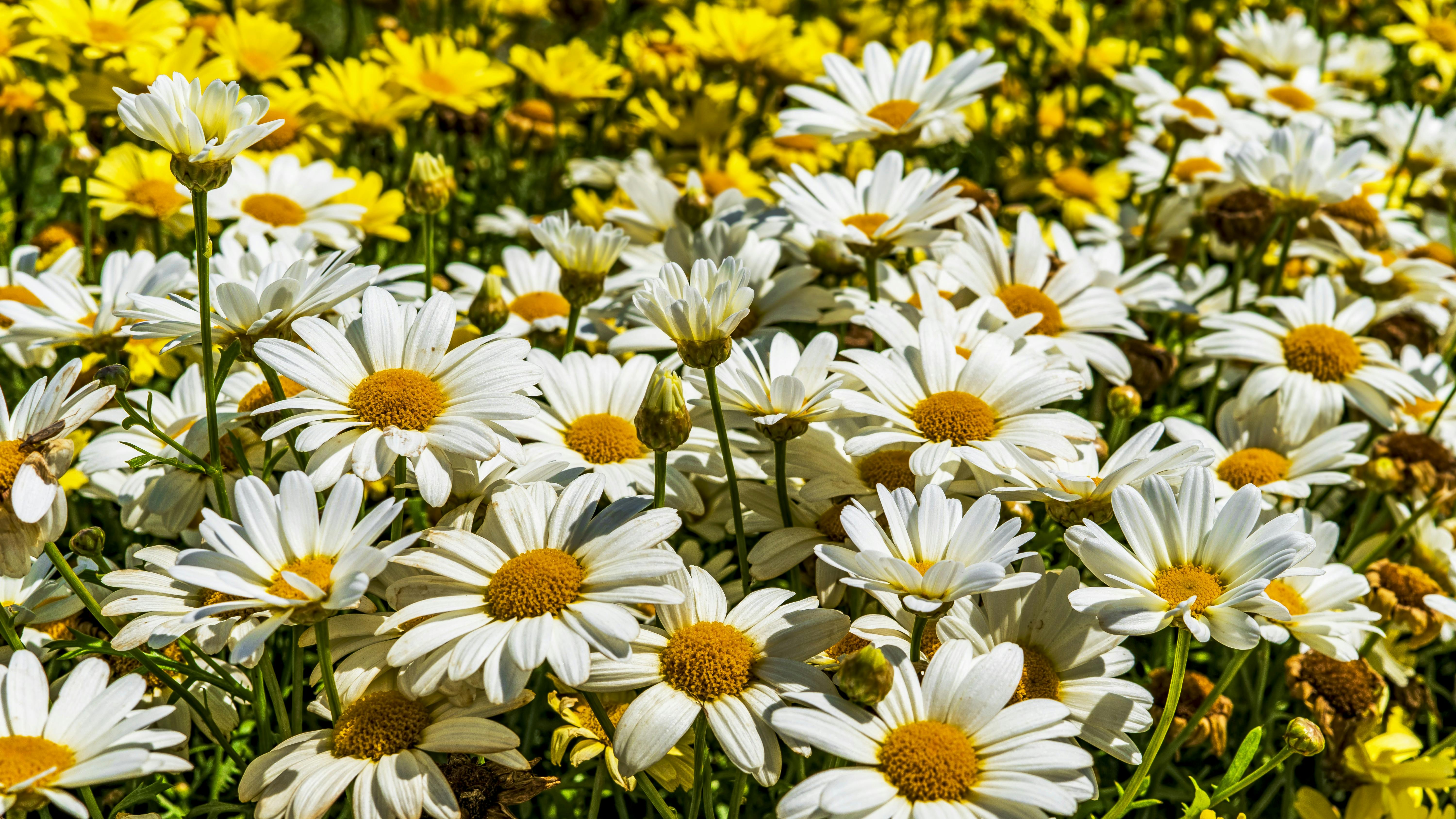 Kostenloses Foto Zum Thema Bluhen Blumen Blumenwiese