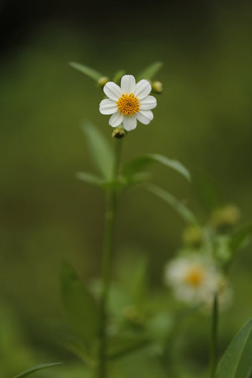 Imagine de stoc gratuită din a închide, boboci de flori, botanic