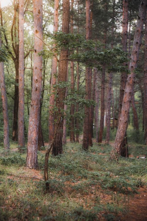 Free Captivating view of sunlit forest trees with lush greenery, capturing serene woodland beauty. Stock Photo