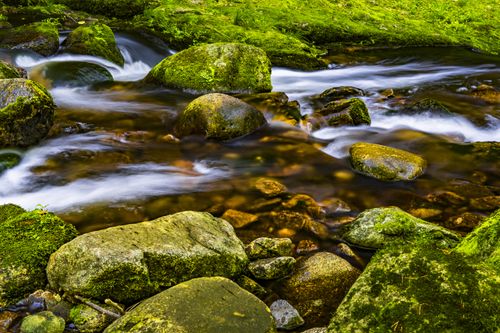 Free Peaceful stream flowing through lush green forest, highlighting mossy rocks and clear water. Stock Photo