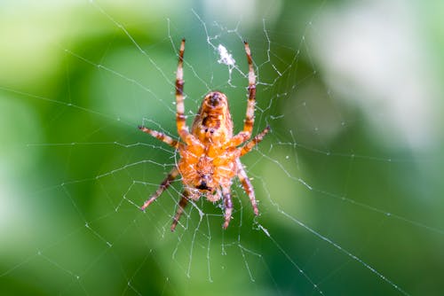 Bezpłatne Darmowe zdjęcie z galerii z fotografia makro, pająk, pajęczak Zdjęcie z galerii