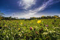 德国巴伐利亚州，野花草地明亮，蓝天映衬着长凳