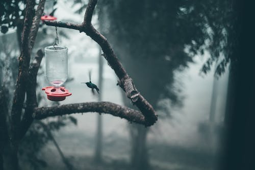 Foto stok gratis alam, binatang, burung kolibri