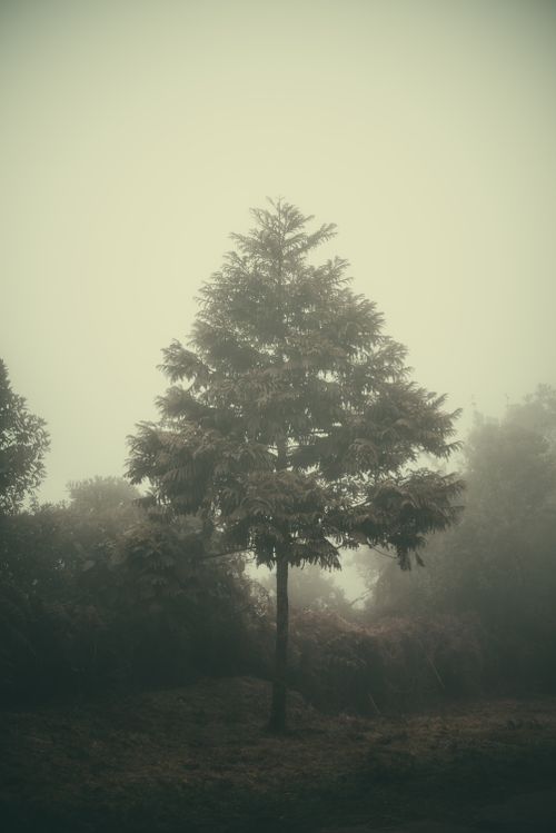 Free A solitary tree stands amidst fog in a forest in Soacha, Colombia, creating a serene atmosphere. Stock Photo