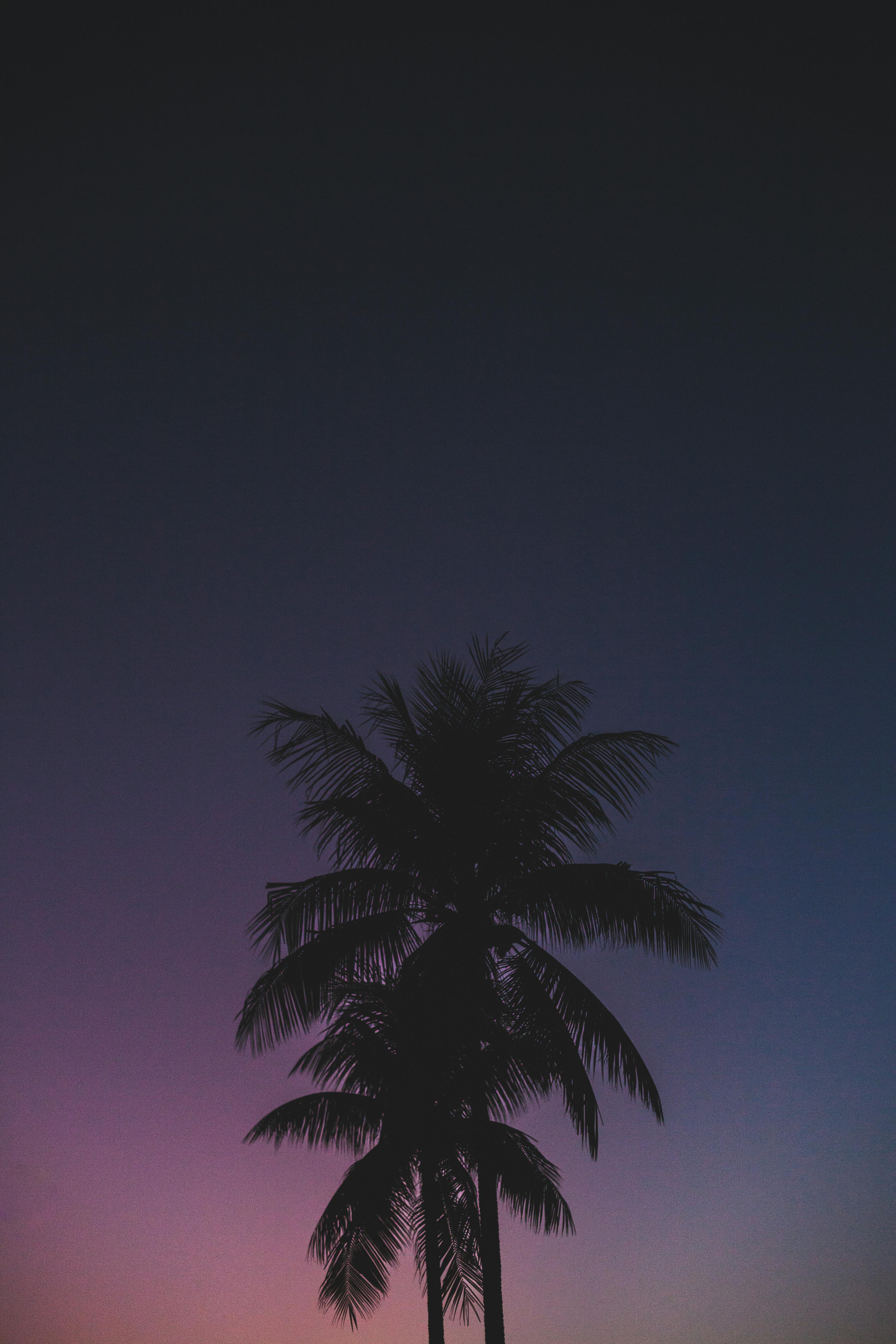 Silhouette of palm trees with a dramatic purple sky at twilight, capturing the essence of a tropical paradise.