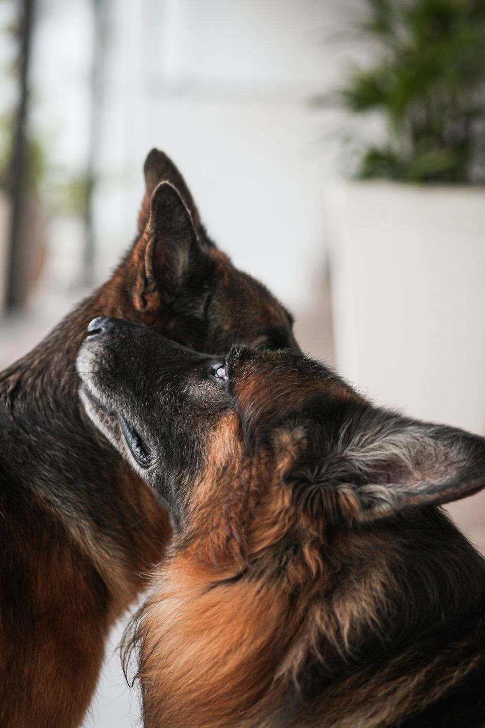 Two German Shepherd dogs