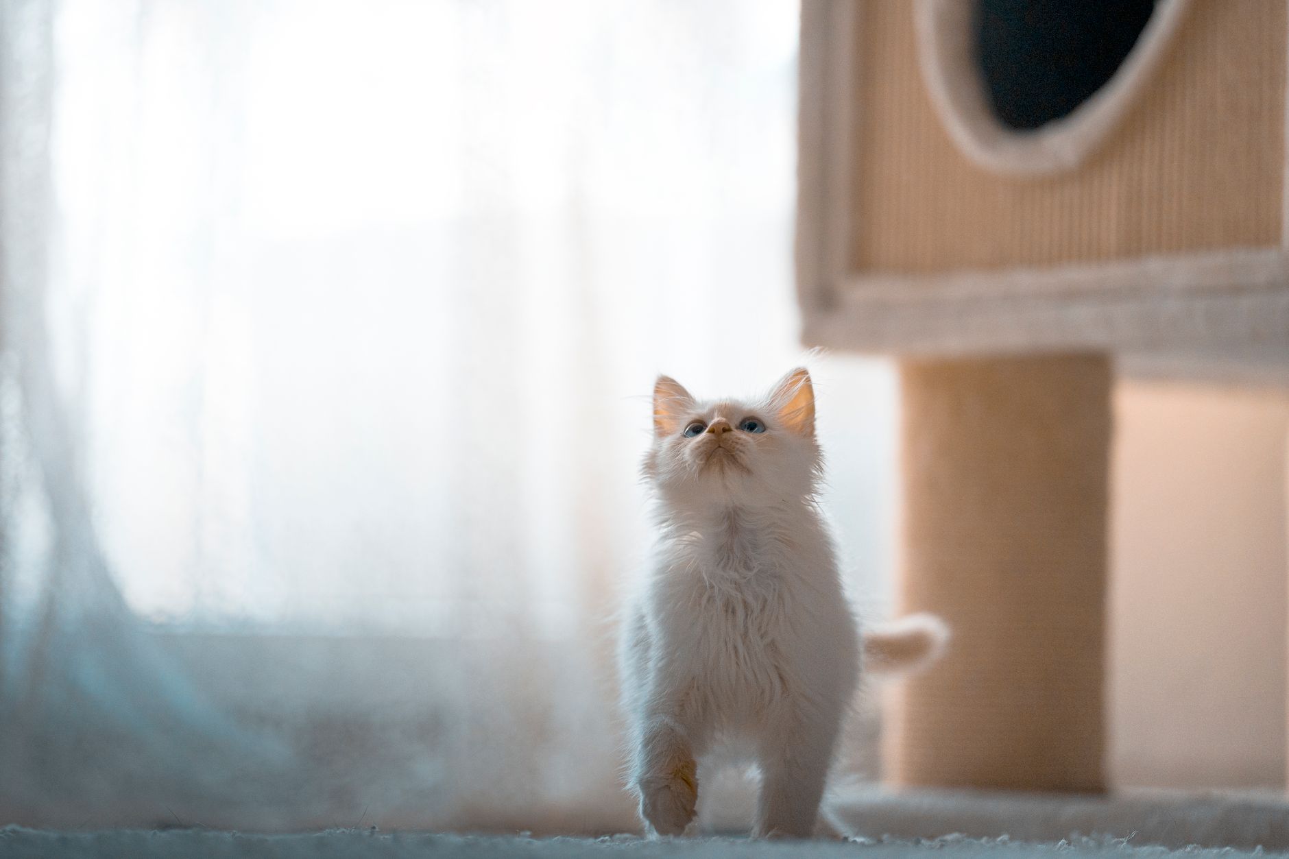 How to Prepare for a New Kitten (2026): Everything You Need Before They