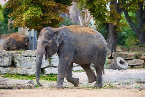 Photograph of an Elephant