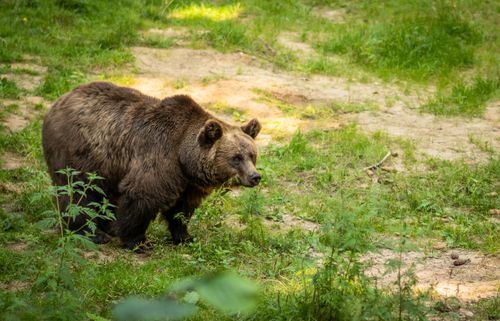 Free A majestic brown bear walks in its natural habitat amidst lush greenery. Stock Photo