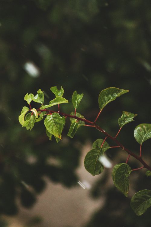 Free Close-up of green ivy leaves on a red vine capturing nature's simplicity and elegance. Stock Photo