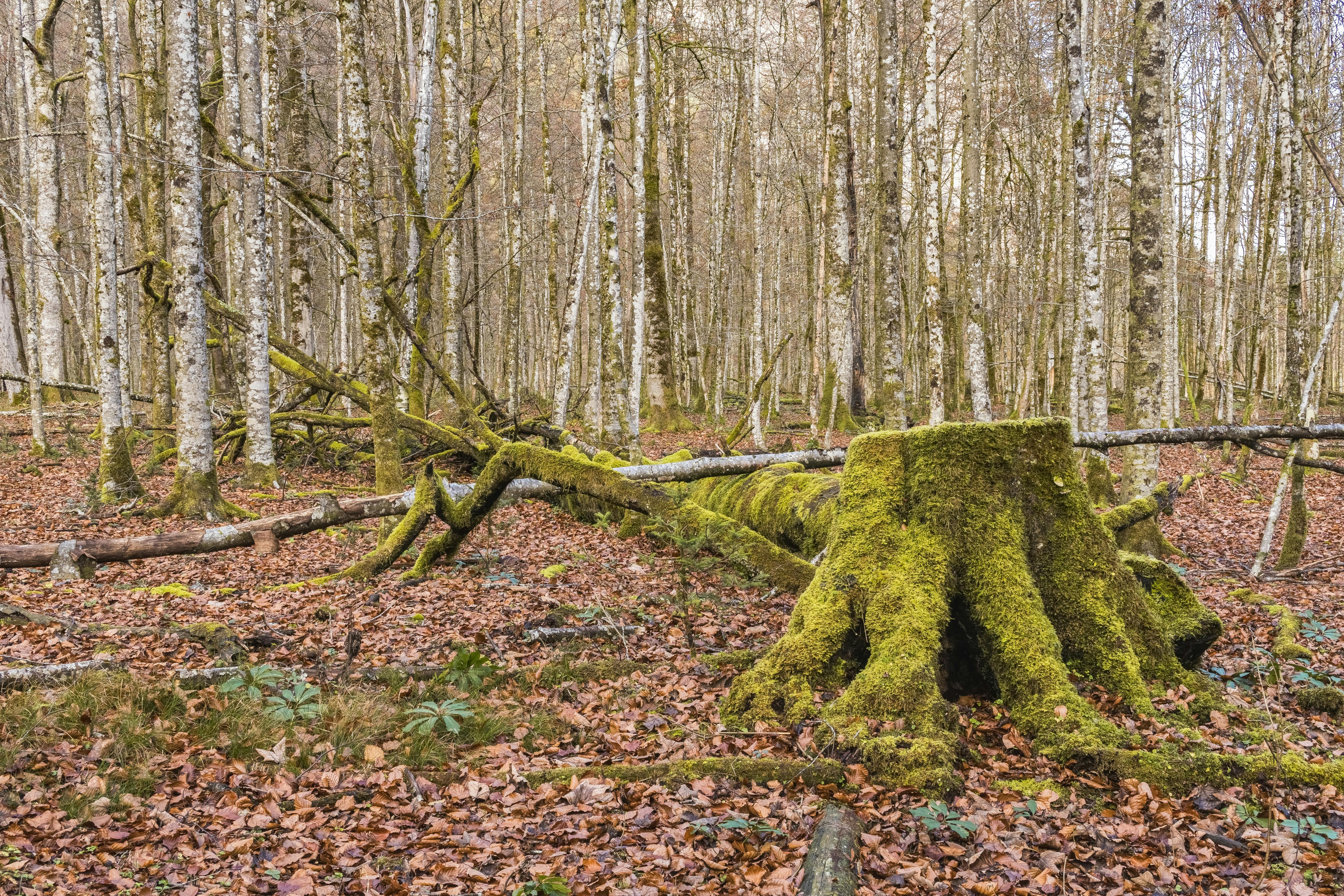 Free stock photo of decay, forest, forest floor