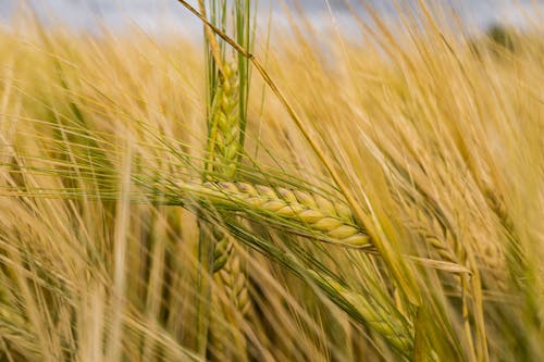 De franc Foto d'estoc gratuïta de agricultura, arable, blat de moro Foto d'estoc