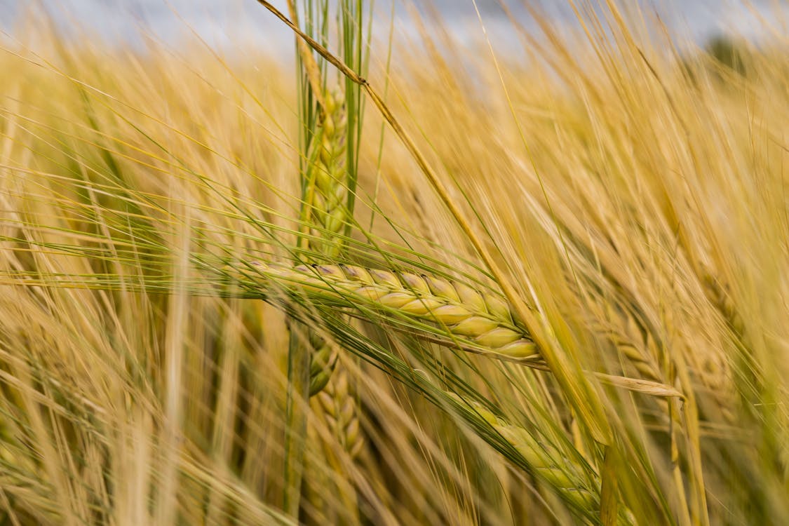 Close Photo Of Paddy Plant