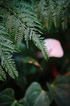 A close-up view of vibrant green fern leaves with a lush natural background.