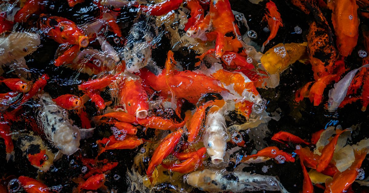 A vivid collection of koi fish gracefully swimming in a clear pond, showcasing an array of colors.