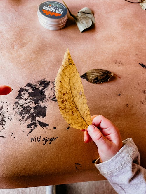Free A Person Holding a Yellow Leaf Stock Photo