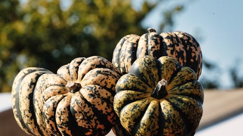 Free Close-Up Shot of Pumpkins Stock Photo