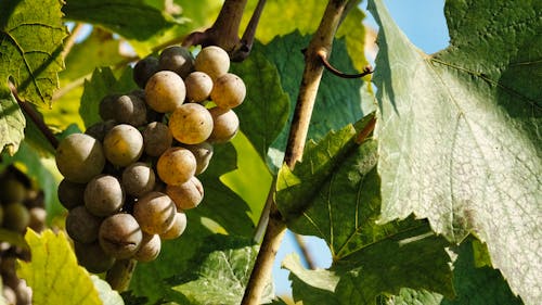 Free Cluster of Grape Fruits on Branch Stock Photo