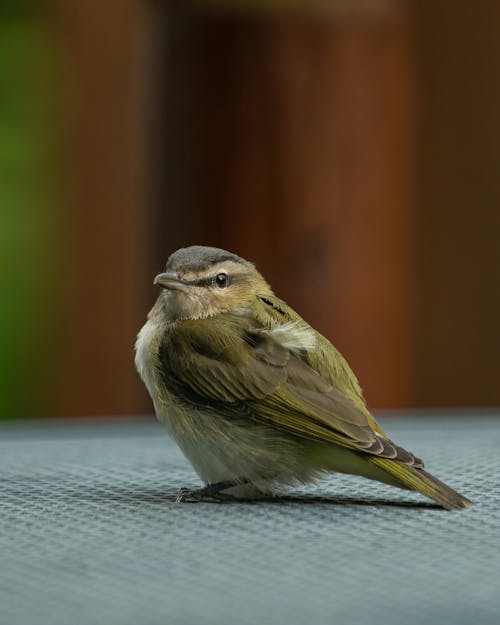 A White Breasted Bird with Green and Brown Wings