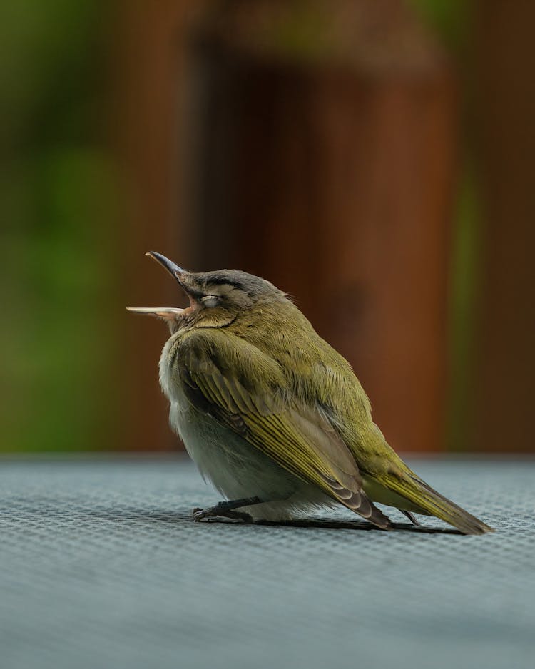 Close-Up Shot Of Yawning Common Chiffchaff Bird