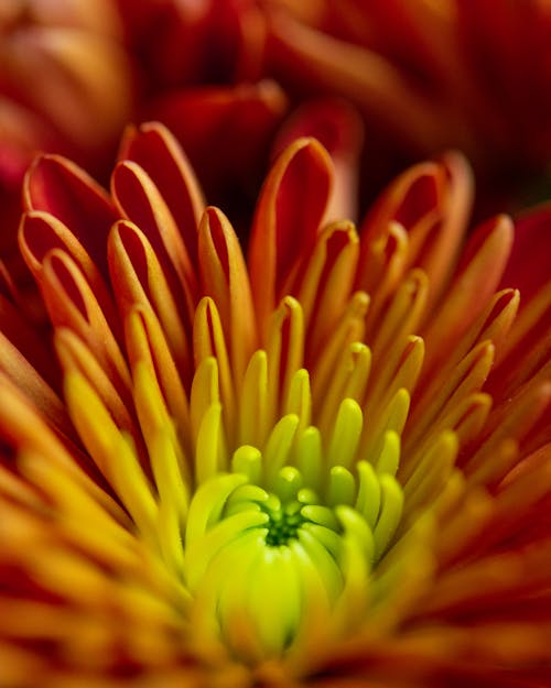 Yellow and Red Flower in Macro Photography