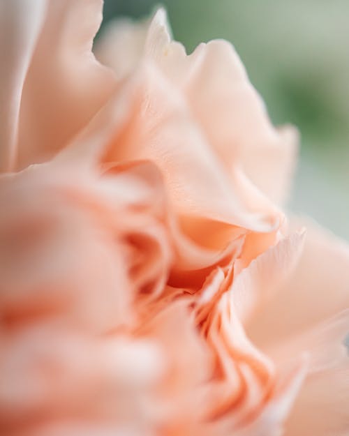 Free Close-Up Shot of Peach Flower Stock Photo
