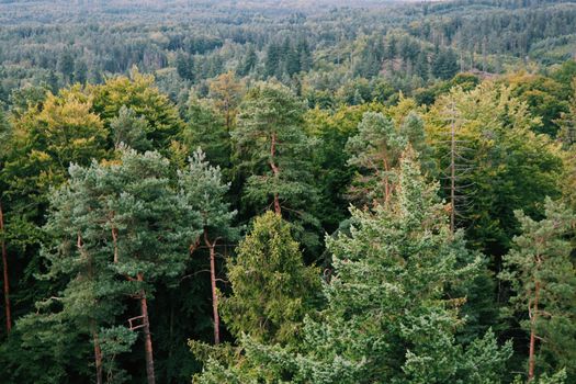 A stunning aerial shot capturing a lush green forest in full summer foliage, showcasing nature's beauty.