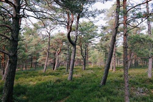 Kostenloses Stock Foto zu bäume, gras, immergrün