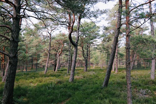 Imagine de stoc gratuită din arbori, arbori veșnic verzi, codru