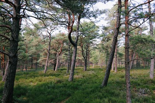 Free Tranquil scene of a lush evergreen forest with tall pine trees and greenery. Stock Photo