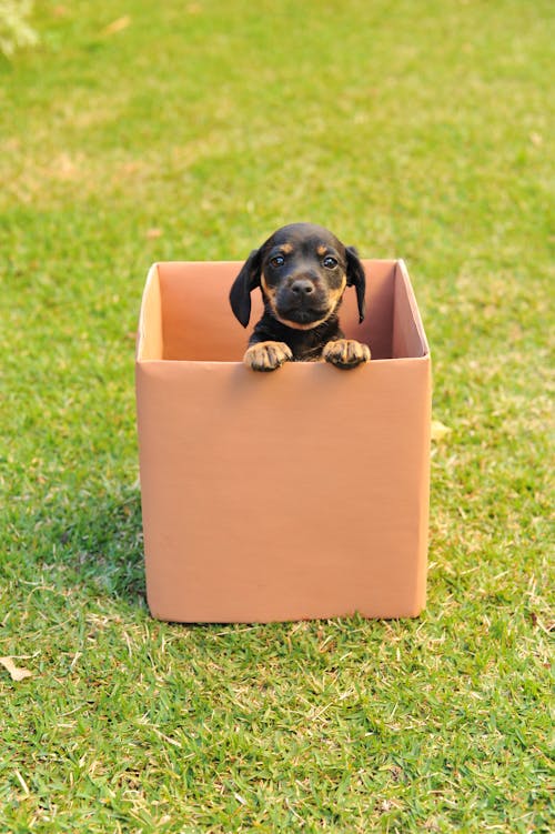 Free Black Dog Sitting in the Cardboard Box Stock Photo