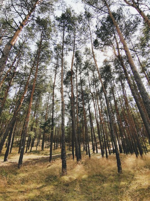 Free Captivating view of tall trees in a peaceful forest located in Krobia, Poland. Stock Photo