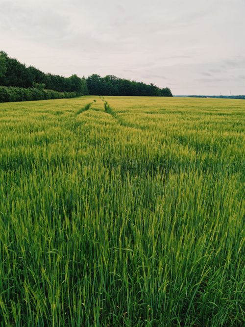 Free Expansive green field with growing crops under a cloudy sky, symbolizing agricultural abundance. Stock Photo