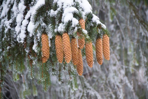 Brown and Green Trees