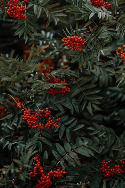 A dense cluster of vibrant red rowanberries amidst lush green foliage, captured in a vertical shot.