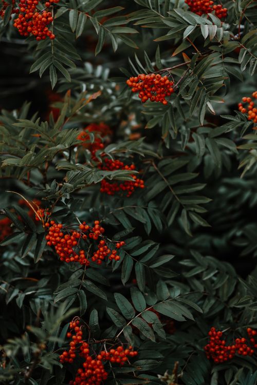 Free A dense cluster of vibrant red rowanberries amidst lush green foliage, captured in a vertical shot. Stock Photo