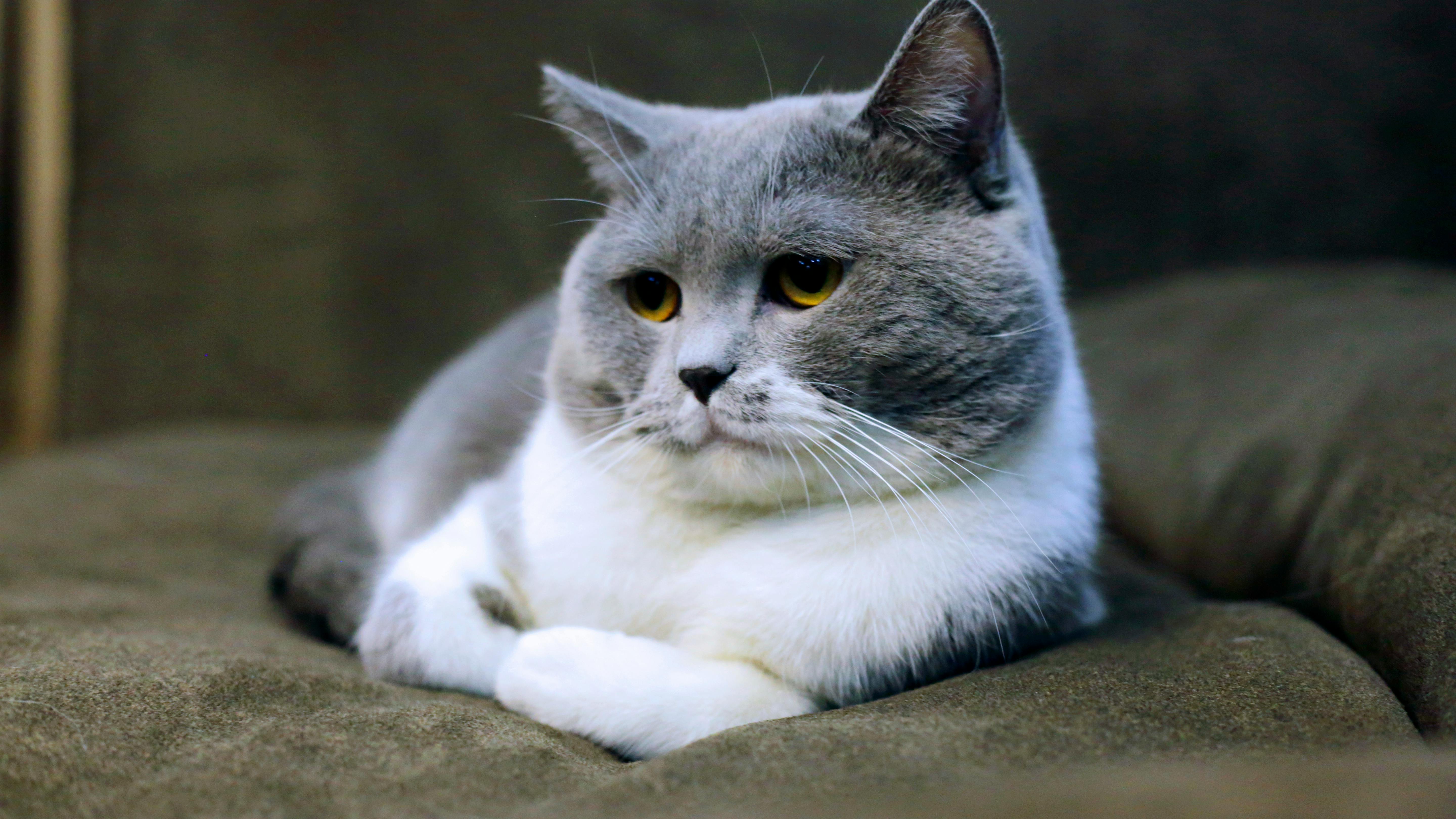 25 Top Gambar  Kucing  Lucu Pinterest  Terlengkap Fullstiker