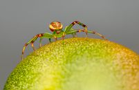 Close Up Photo of a Spider