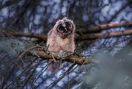 Gray Owl on Brown Tree Branch