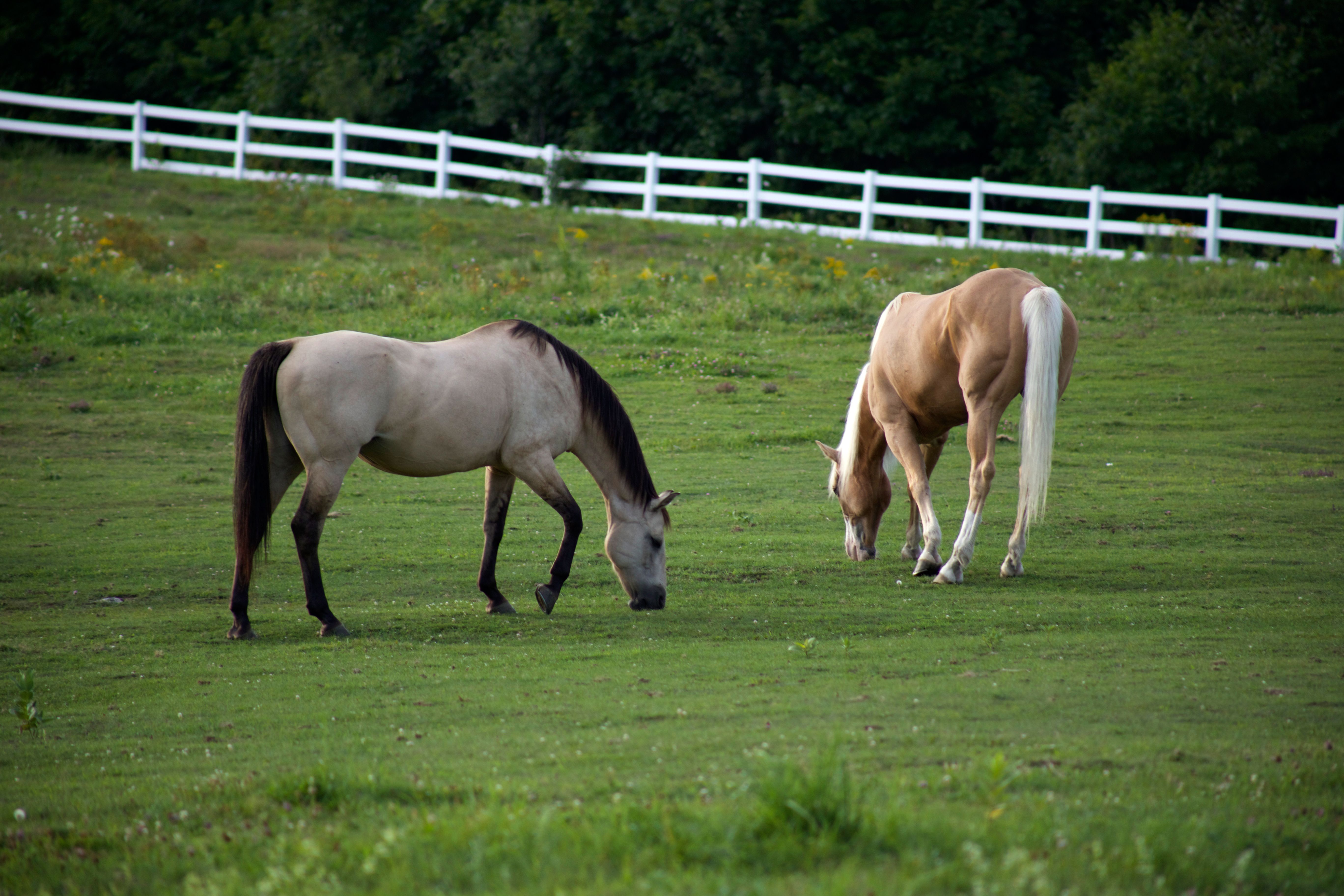 Photo Gratuite De Animaux Chevaux Exploitation Agricole photo-gratuite-de-animaux-chevaux-exploitation-agricole