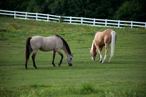 Free Two horses graze peacefully in a lush green field, bordered by a white fence. Stock Photo