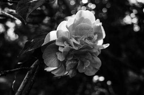 Free A Grayscale Photo of a Flower in Bloom Stock Photo