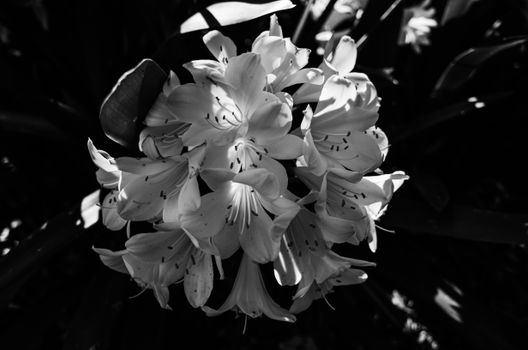 Black and white photo of lily flowers showcasing natural elegance and intricate petals.