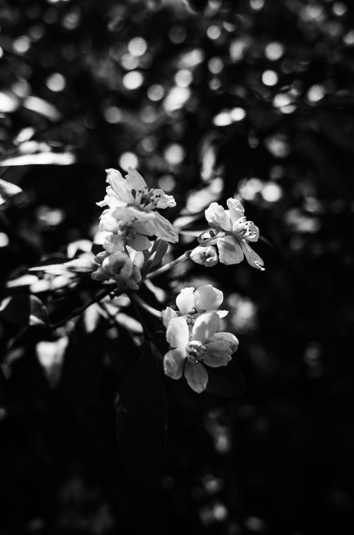 Free Explore the delicate beauty of blooming flowers in this monochrome close-up shot, capturing nature's elegance. Stock Photo