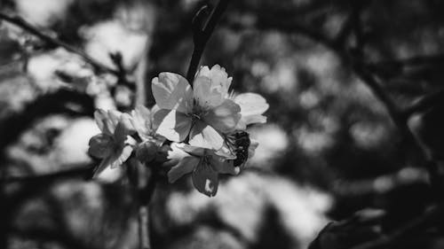 검정색과 흰색, 꽃, 꽃가루의 무료 스톡 사진