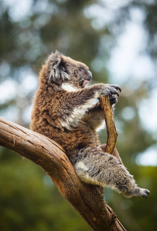 Free Koala Bear Seated on a Brown Tree Branch Stock Photo